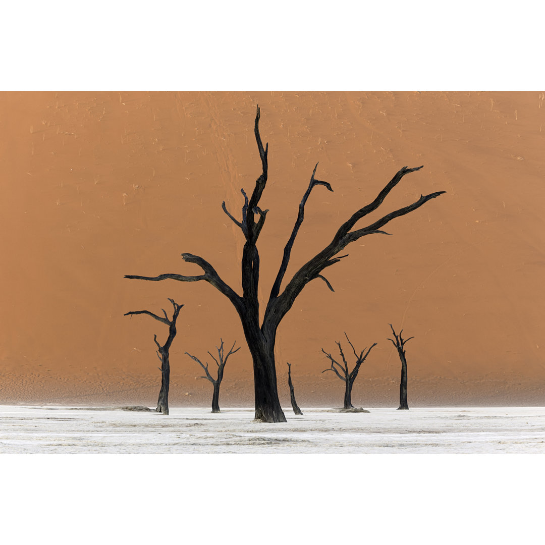 Trees Of Deadvlei von Justinreznick - Leinwand Kunstdrucke