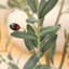 Faux olivier Adcock avec pot de fleurs ovale blanc-1860178858
