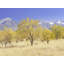 Bishop Autumn Pasture California Print by Bruce Heinemann-65849174-65824990