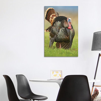 Wild Turkey Male In Courtship Display, Palo Duro Canyon State Park, Texas I by Tim Fitzharris - Wrapped Canvas Print