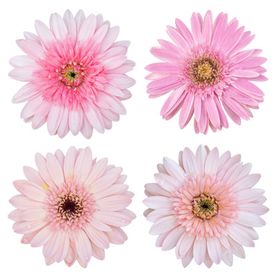 Ensemble de fleurs de gerbera rose isolé sur blanc par Aopsan - impression sur toile tendue