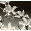 Orchidée Dendrobium-2070931742