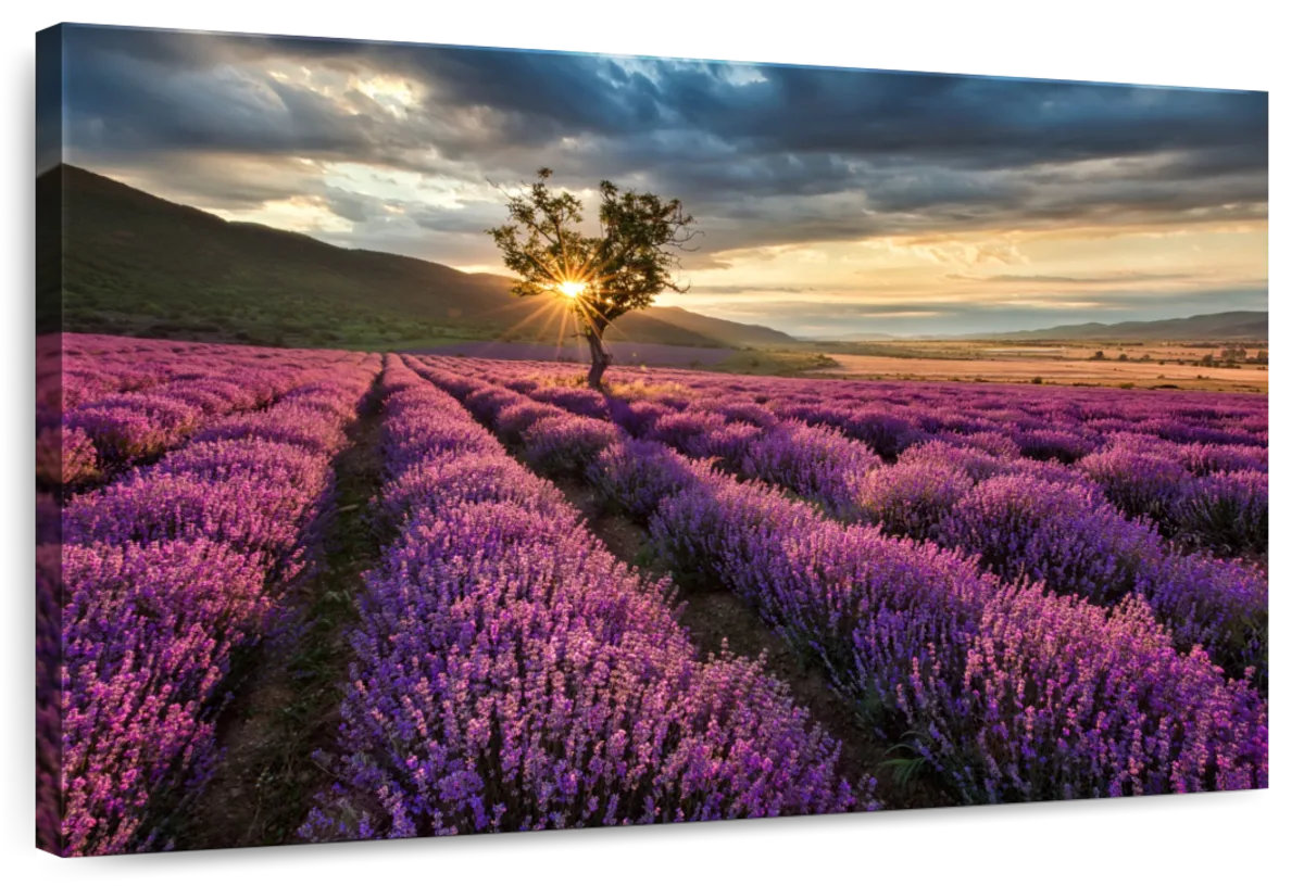 Lavender Field Canvas Wall Art, 30\, image size:1200x816
