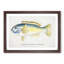 An Illustration Of A Wrasse Fish by F.E. Clarke Framed Print-55545021-55545022