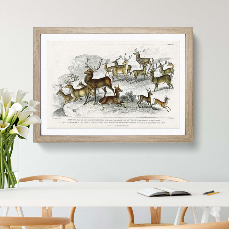 Deer's & Stags by Oliver Goldsmith - Picture Frame Painting Print, Oak Framed, 27cm H x 36cm W x 2cm D