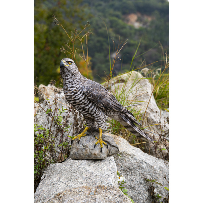 GOSHAWK DU NORD DEBOUT SUR UNE STATUE DE ROCHE