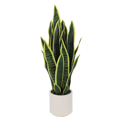 19cm Plant