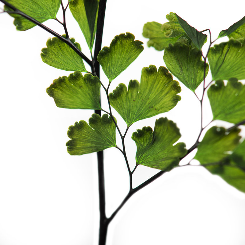 6'' Plant
