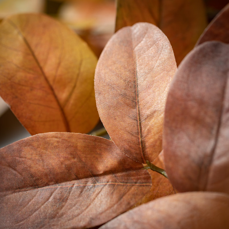 Leaf Arrangement