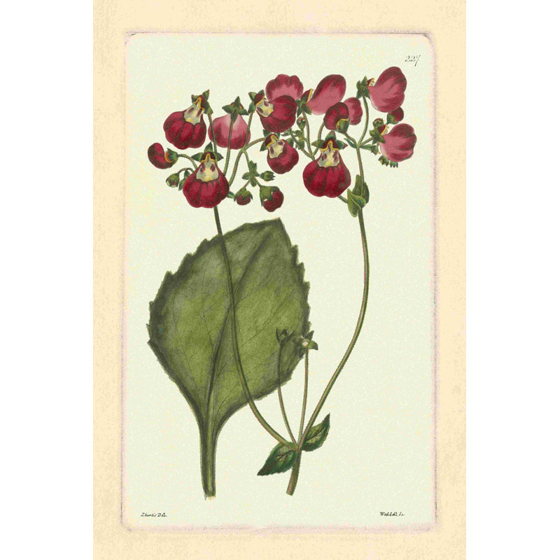 " Red Curtis Botanical IV "