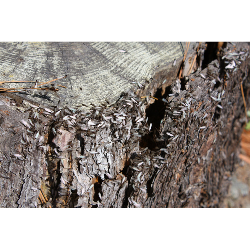 Colonie de termites - Photographie sur toile tendue, H 24 po x l 36 po