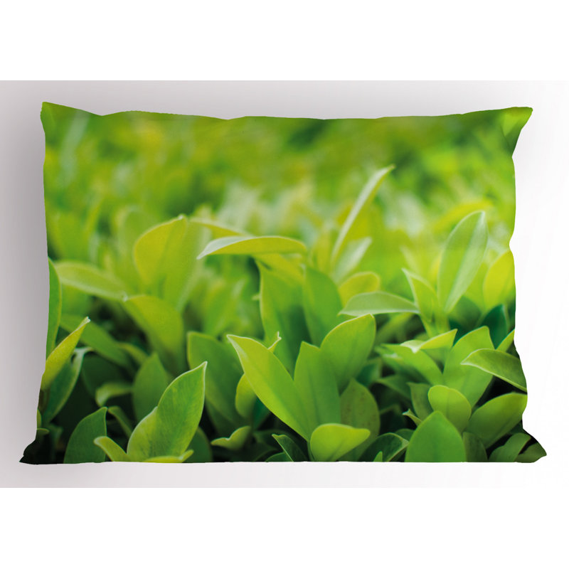 Sun Polyester Sham Set, Twin
