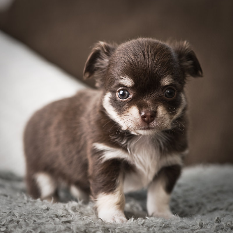 Bébé chihuahua par Knape, H 12 po x l 12 po