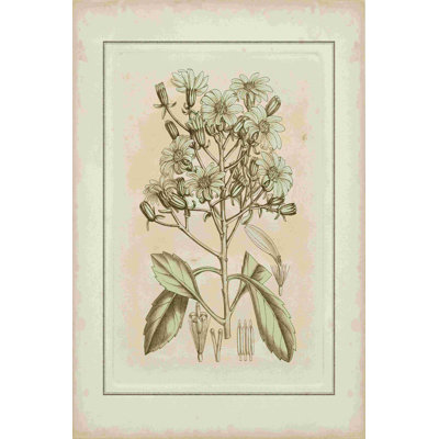 Botanique teinté I