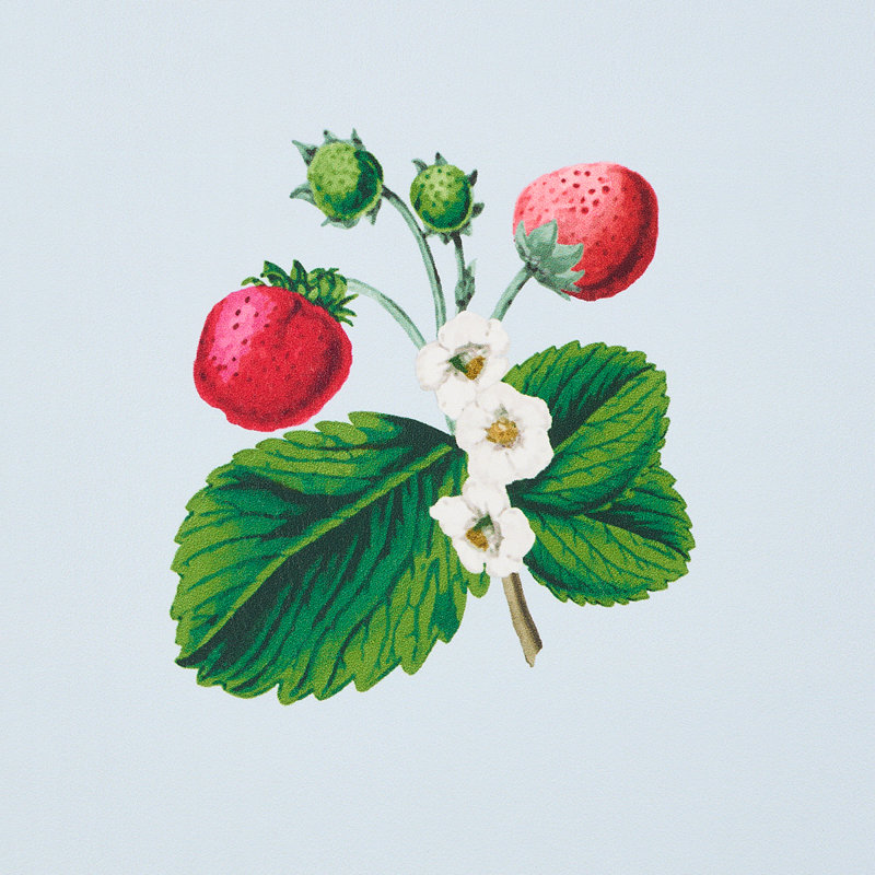 Papier peint Schumacher x Johnson Hartig Strawberry Hill, Bleu