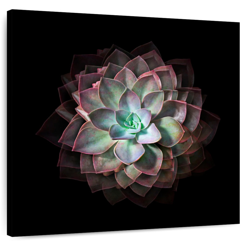 White Rose Succulent