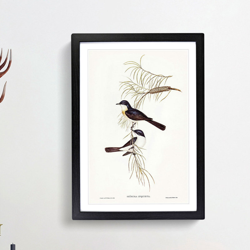 Restless Flycatcher Birds by Elizabeth Gould - Picture Frame Painting Print, Black Framed, 36cm H x 27cm W x 2cm D