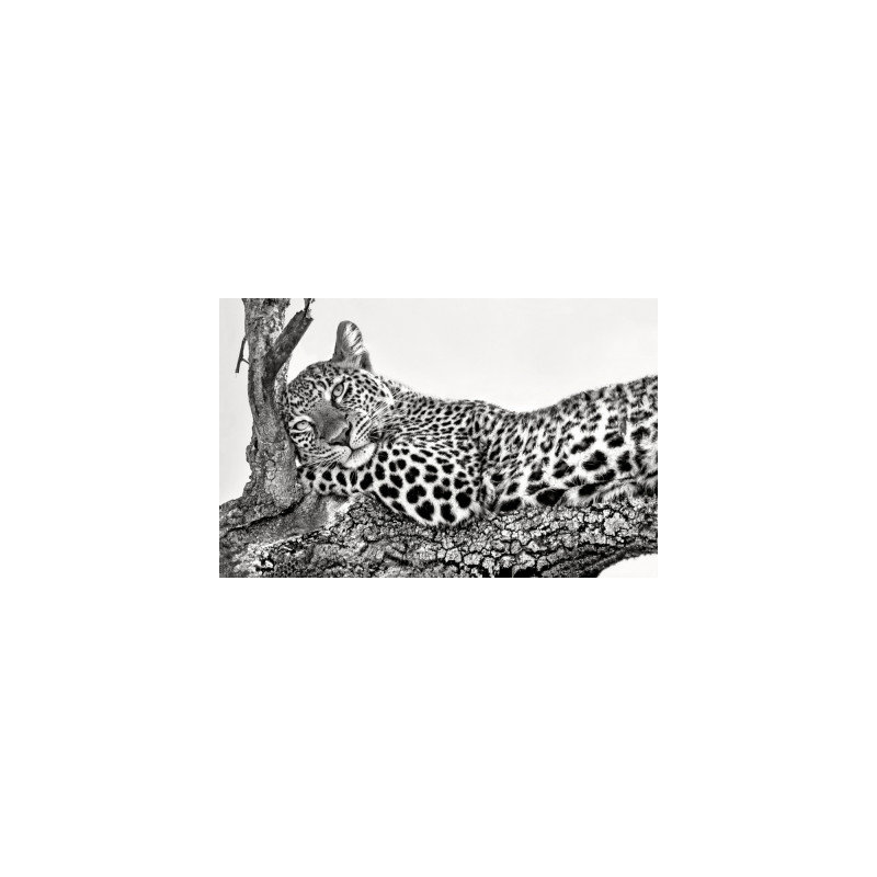 Wrapped Canvas Print, 60.96 cm H x 91.44 cm W