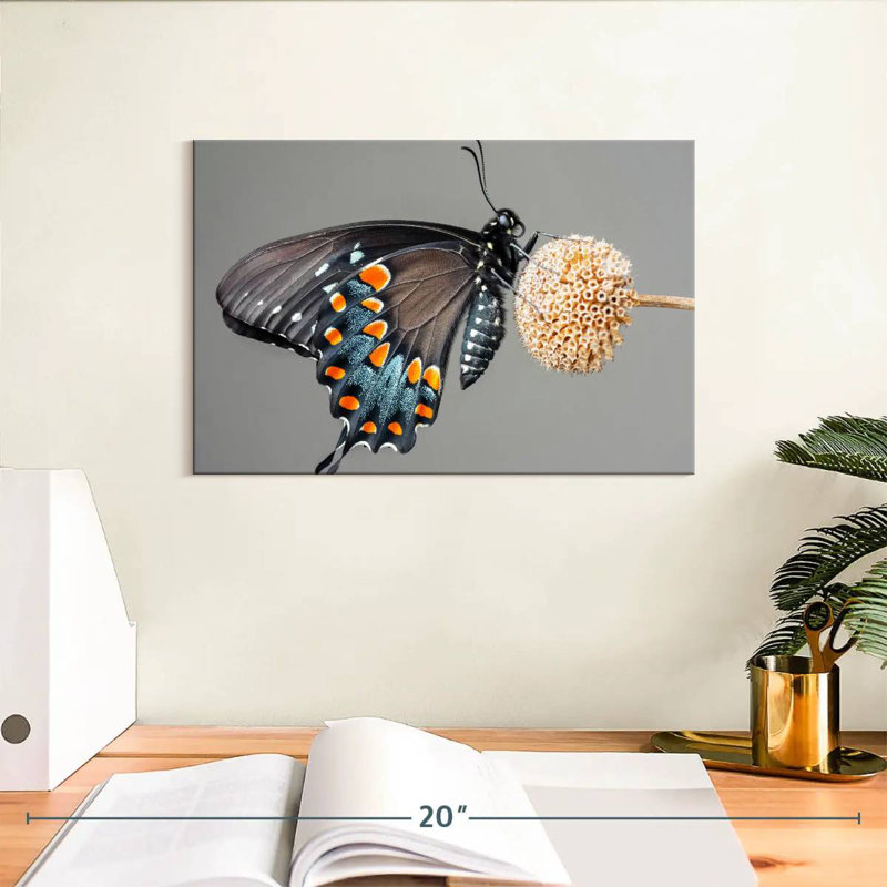 Papillon machaon noir Brampt, H 8 po x l 12 po