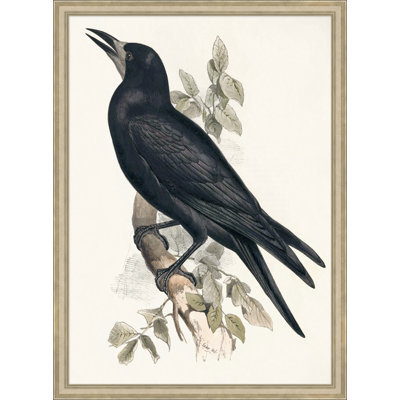Grand Blackbird Print
