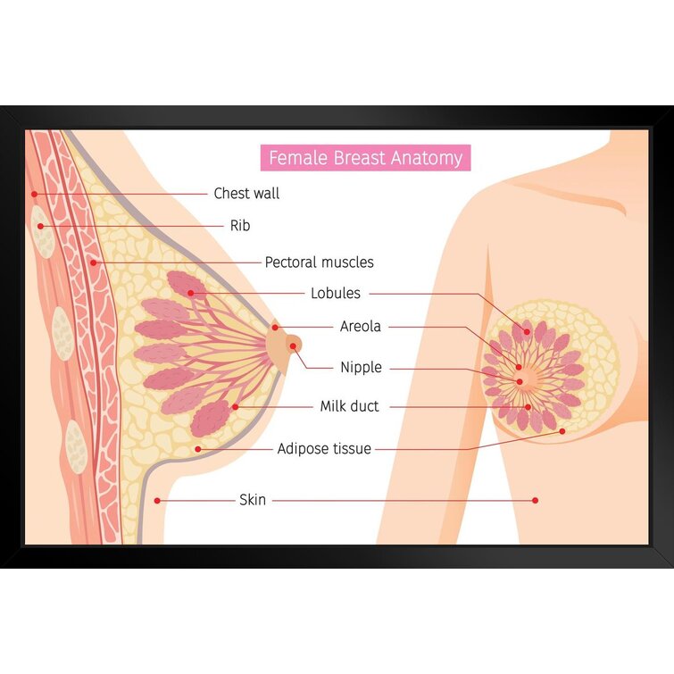 Breast anatomy labelled stock illustration. Illustration of tissue