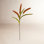 Sorghum Floral Stems