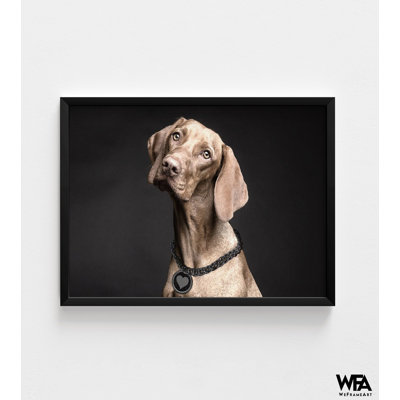 Reproduction de photo de Weimaraner, photo de grand chien encadrée, art mural gros chien, décoration murale mignon Doggo, reproduction de photo animalière, art mural encadré
