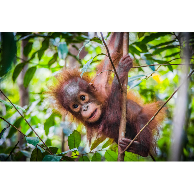 Cadee Orangutan In Tree by Greerfest - Wrapped Canvas Print, 61cm H x 91cm W x 3.8cm D