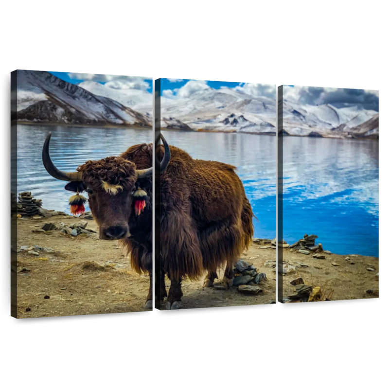 Tibetan Yak