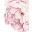 Adhésif décoratif fleurs de pivoine-20780732