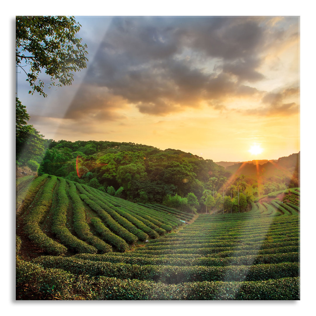 Glasbild Teeplantage bei Sonnenuntergang