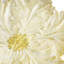 Tulip Centerpiece-1868603511
