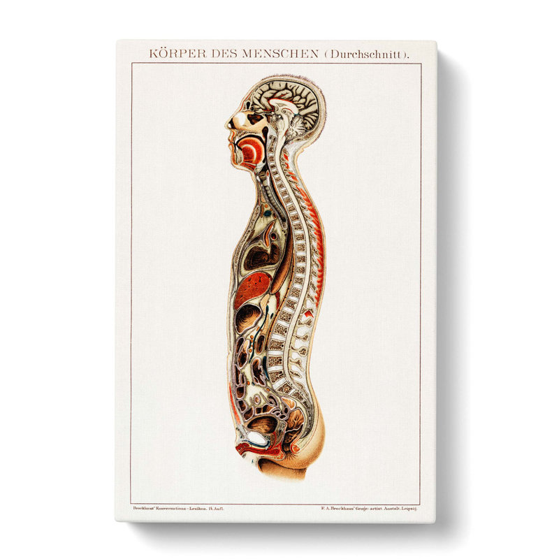 Anatomy Of The Human Body - Wrapped Canvas Print, 76cm H x 50cm W x 3cm D