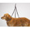 H x W x D Plastic Adjustable and Foldable Dog Table Accessory