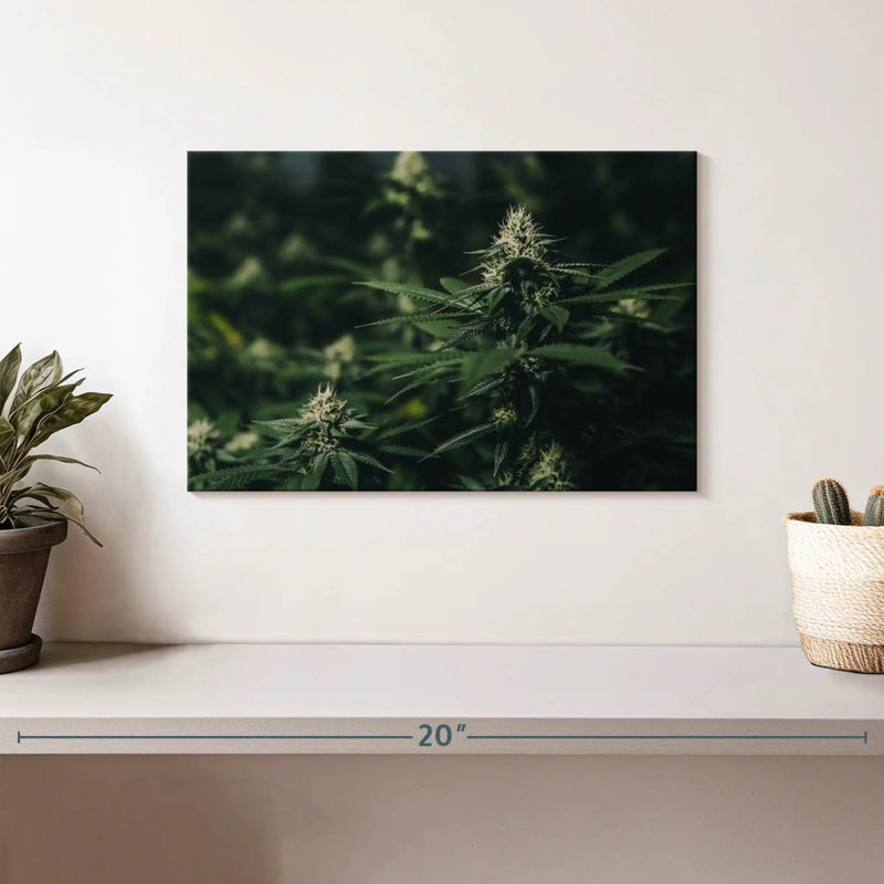 Fresh Marijuana, 8" H x 12" W