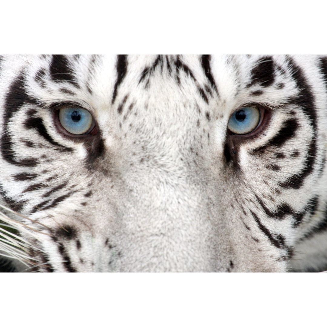 Tiger Eyes von Stephanie Deal - Leinwandbild