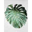 «Monstera Leaf», reproduction sur toile