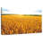Alvord Hokkaido Wheat Fields-108963399