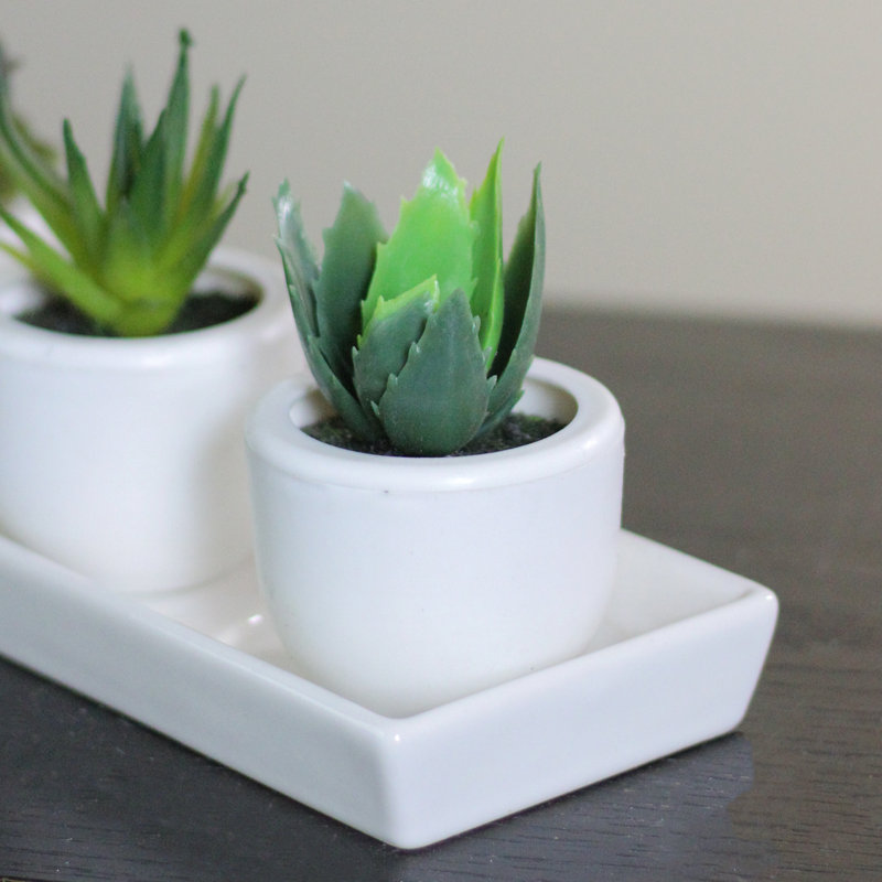 Décoration de table à plante grasse verte 3,5 "avec pot blanc 3,5"