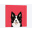 «Border Collie», impression sur toile tendue-19741544-74740625-74740626