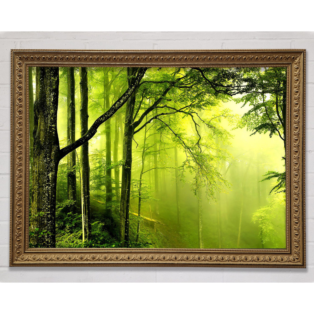 Beautiful Forest - Einzelner Bilderrahmen Kunstdrucke