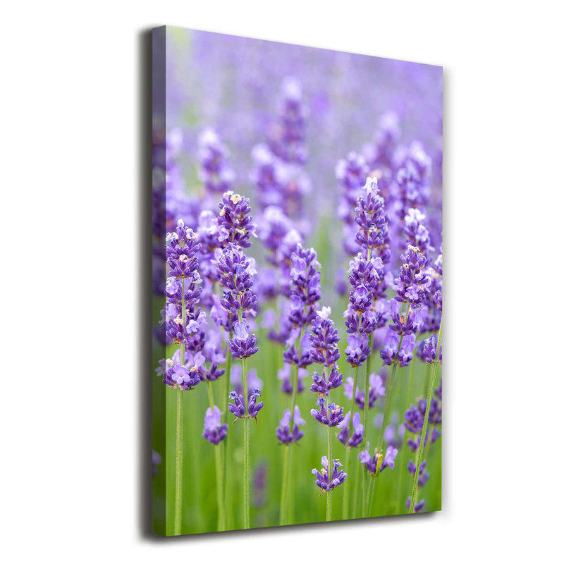 Lavender Field - Wrapped Canvas Print