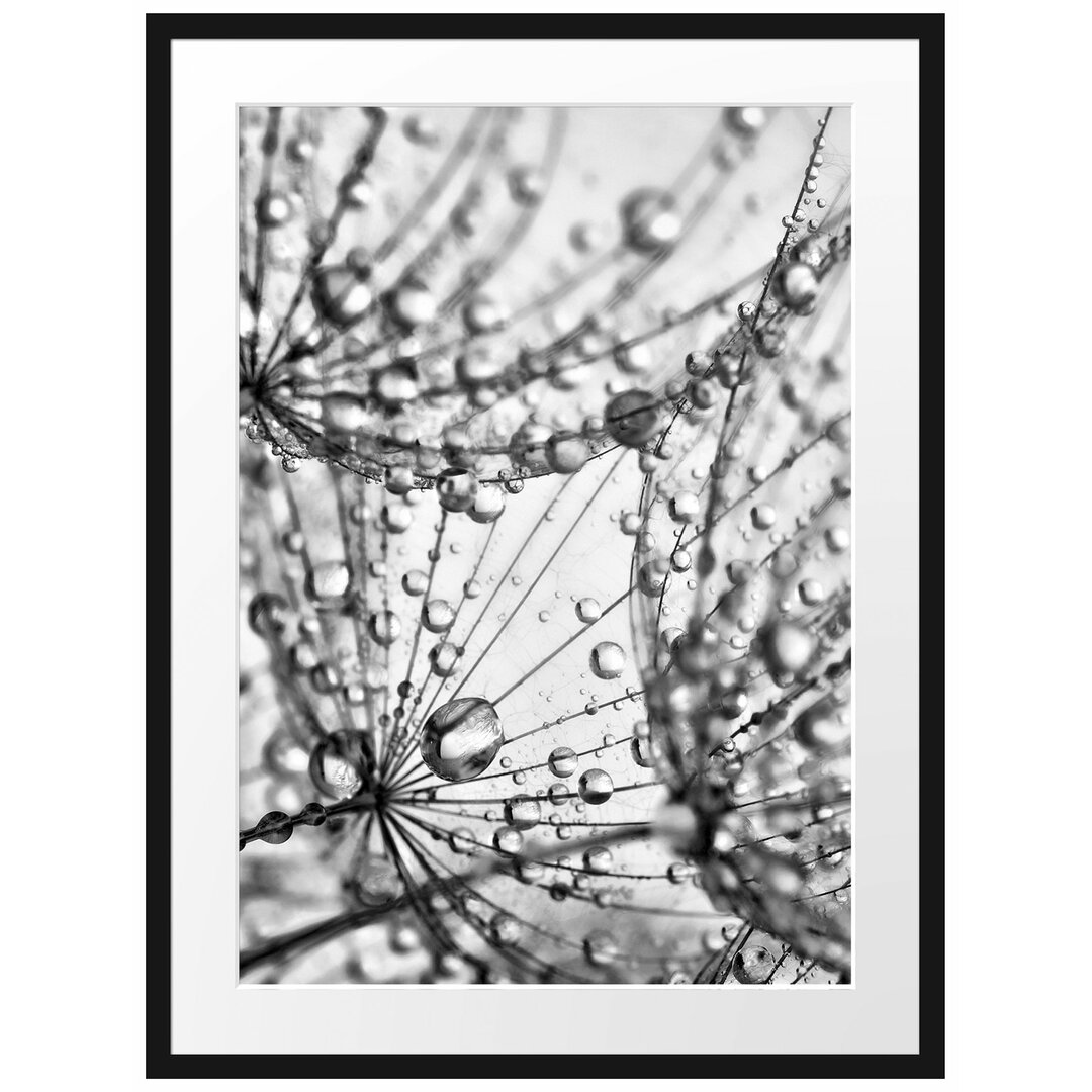 Gerahmter Fotodruck Dandelion Seeds with Dew