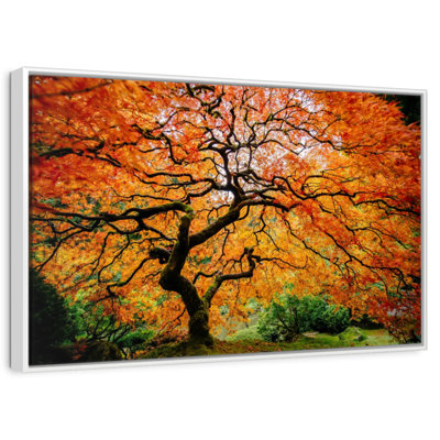 Autumn Japanese Maple Tree
