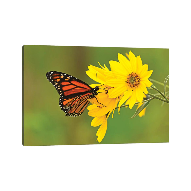 Sitting Pretty by Brian Wolf - Wrapped Canvas Print, 101.6 cm H x 66.04 cm W