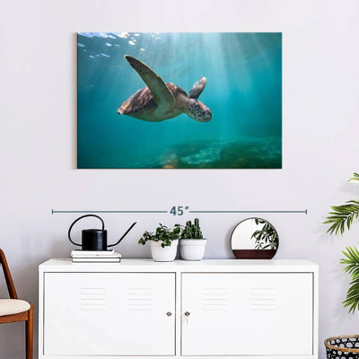 Tortue de mer Brampt Martinique
