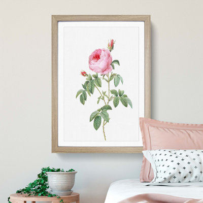 The Pink Cabbage Rose by Pierre-Joseph Redoute - Picture Frame Painting Print