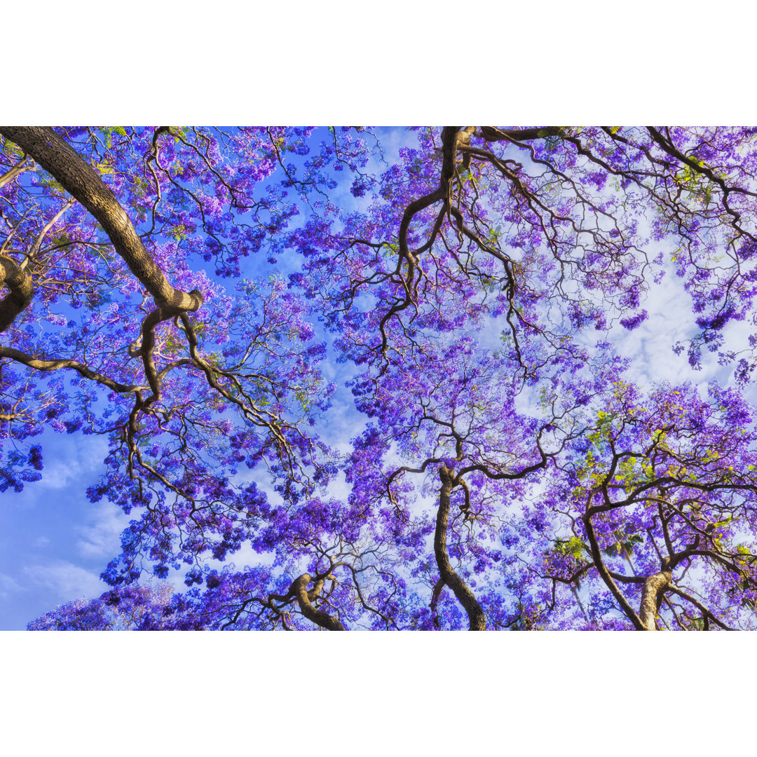 Jacaranda Kir Overhead Sky von Zetter - Leinwand Kunstdrucke