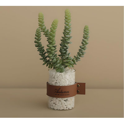 Plante grasse 10,62 po