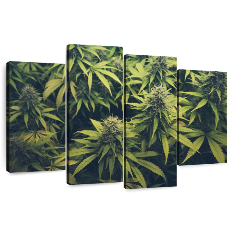 Jardin de bourgeons de marijuana, H 32 po x l 52 po